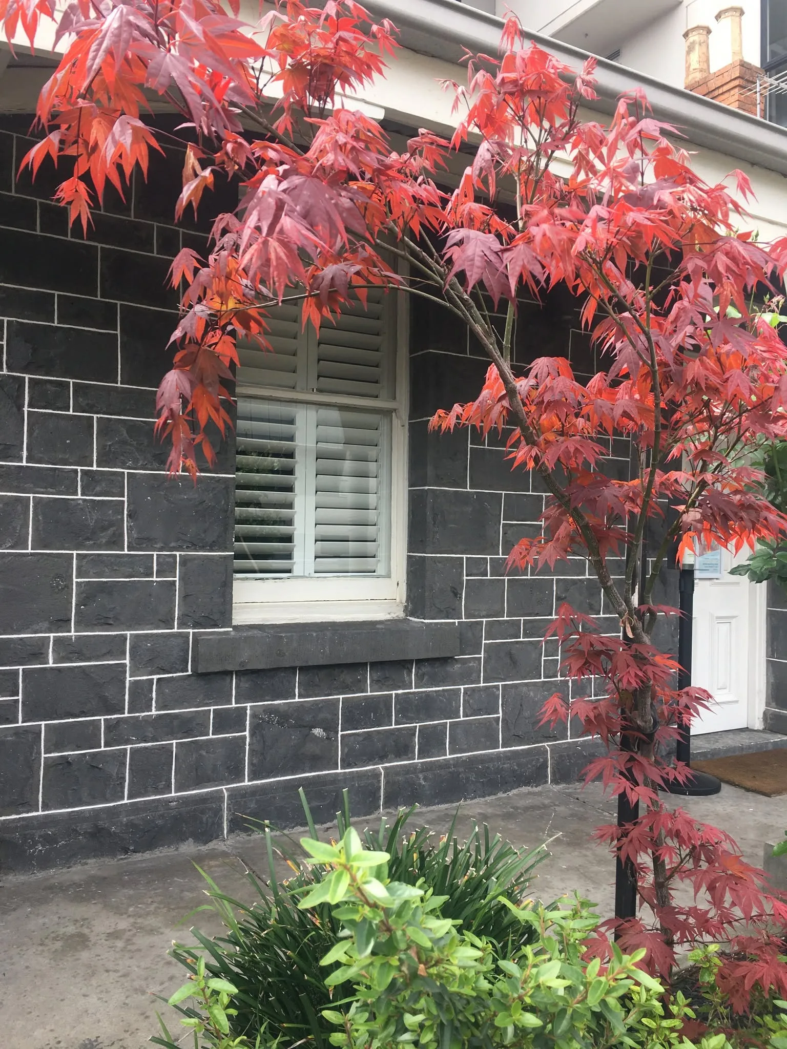 Flaming red Japanese maple against the clinic's dark bluestone ashlar wall with white timber shutters