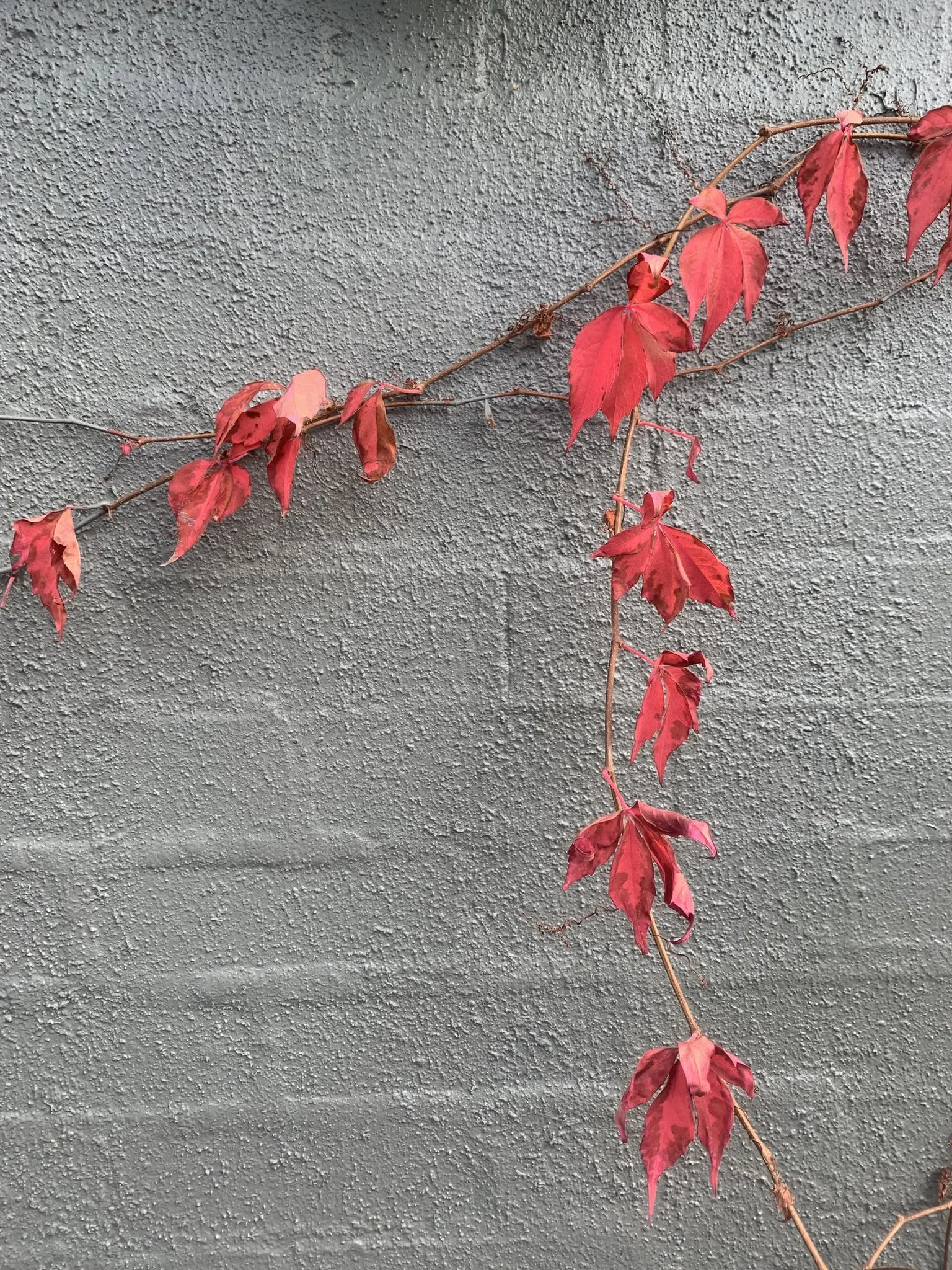 Red autumn Boston-ivy vine tracing the clinic's grey rendered exterior wall
