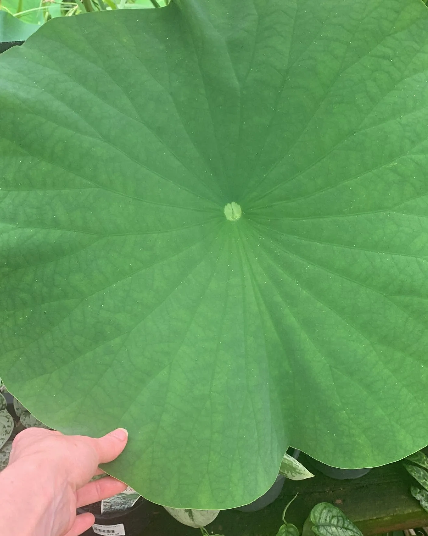 A large green lotus leaf held to the light